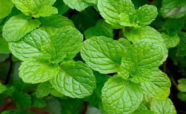 驱虫神器薄荷,可食用可装点,但你吃的真的是薄荷吗?