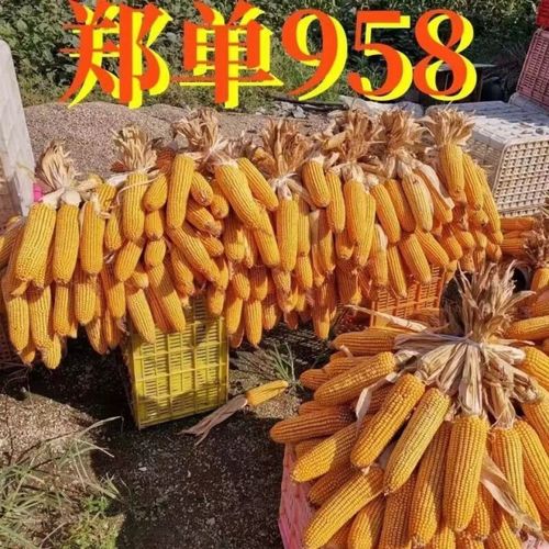 朵芮蜜丰产大棒玉米种子河南郑单958矮杆抗倒伏长粒细轴国审黄淮海