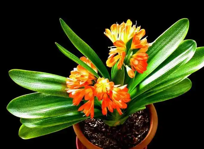 十二生肖财运翻倍表图 十二生肖财运翻倍表图片大全