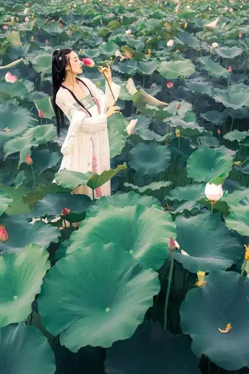 古装荷花美女图