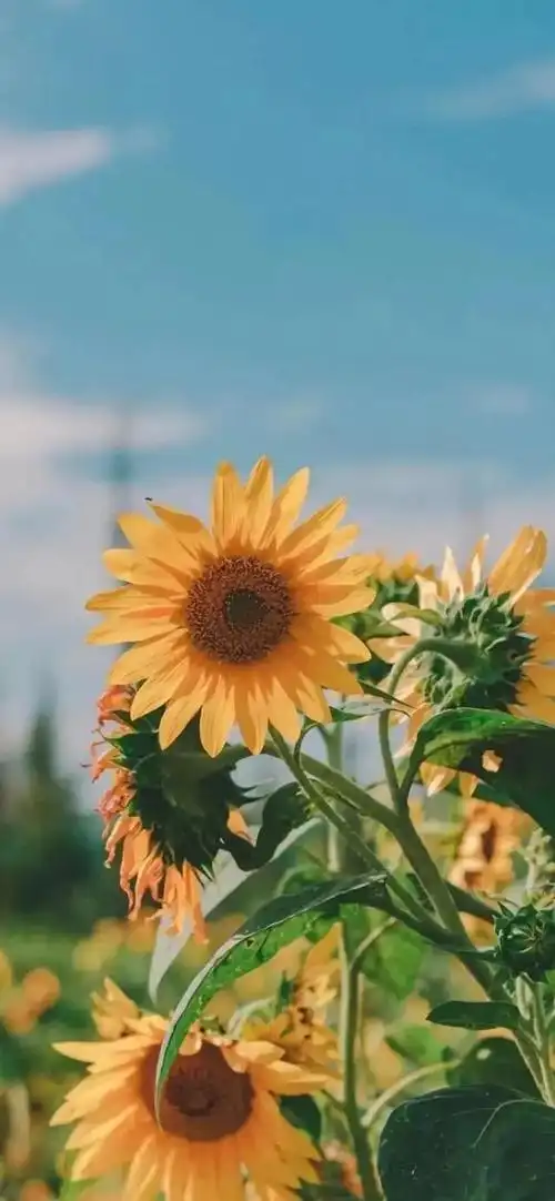 向阳而生,唯美的向日葵壁纸,全屏高清无水印_网易订阅