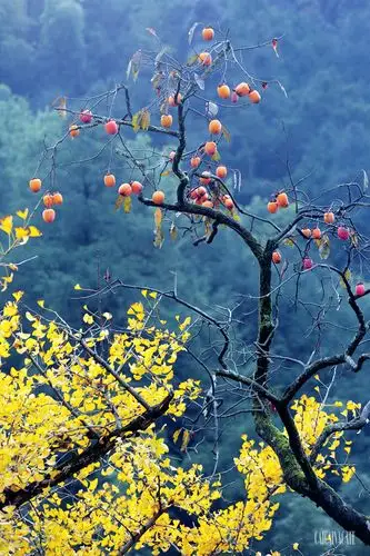 样张 - pconline数码相机样张库