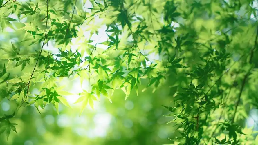树叶,绿色,护眼,清新,叶子,阳光,安静,桌面壁纸_风景壁纸_墨鱼部落格
