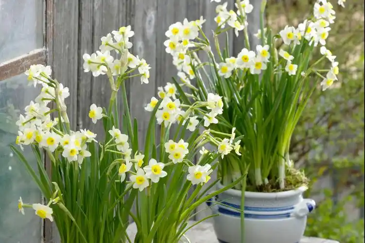 春节期间,国人为什么都爱养"水仙花"?_行业动态_苗优信息网_