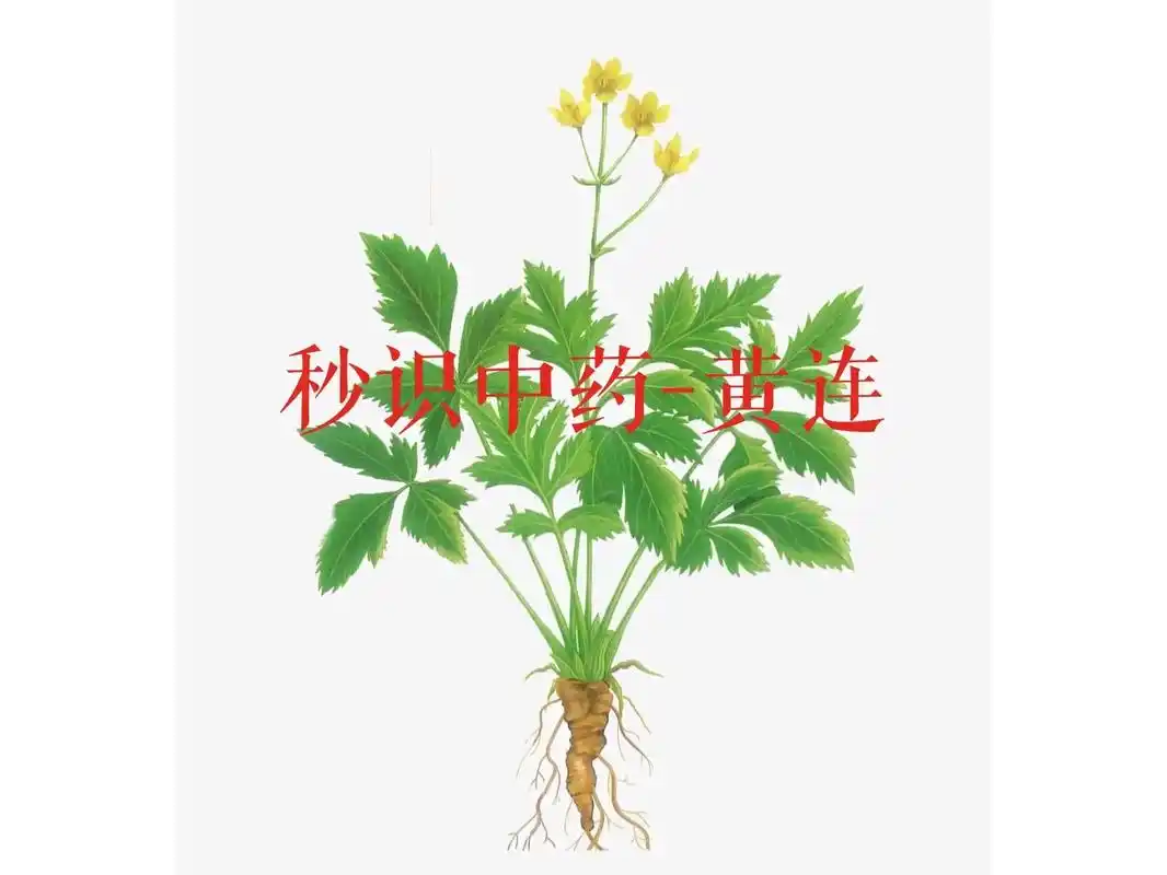 每天认识中草药-黄连.