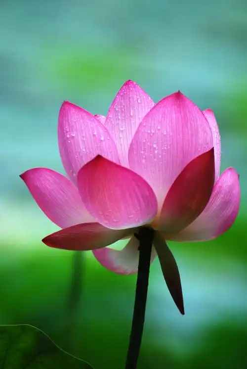 我是佛前的一朵青莲 - 烟雨红尘 - 烟雨红尘的博客