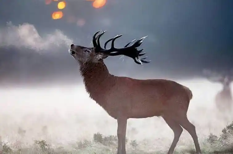 野生马鹿穿过塔里木河与金黄的胡杨成秋画它到底是马还是鹿