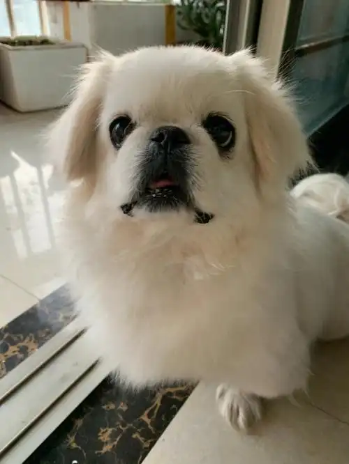 京巴狗狗  #狗狗日常  #我的萌宠