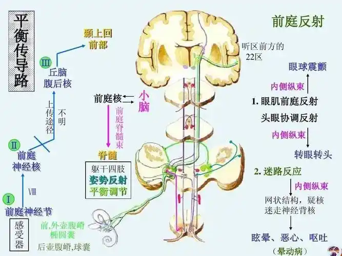 导致眩晕的关键因素之一前庭感觉系统