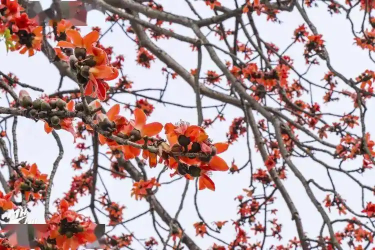 而这,也正是木棉花花语