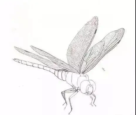 工笔蜻蜓,蝈蝈画法步骤,讲解的精细至极!