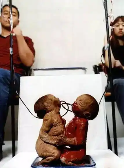 鲁虹暴力引起的震撼对极端化行为艺术的反思