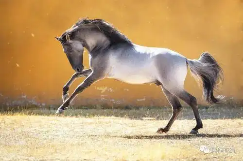 骏马图