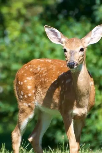 壁纸 可爱的动物,鹿,草 1920x1200 hd 高清壁纸, 图片, 照片