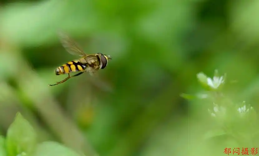 飞翔的蜜蜂