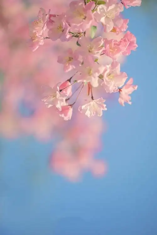 超级治愈舒适的鲜花氤氲氛围感画面背景图