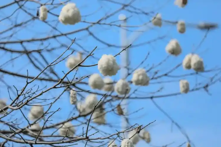 谢谢观影vol14一株木棉在春天的使命