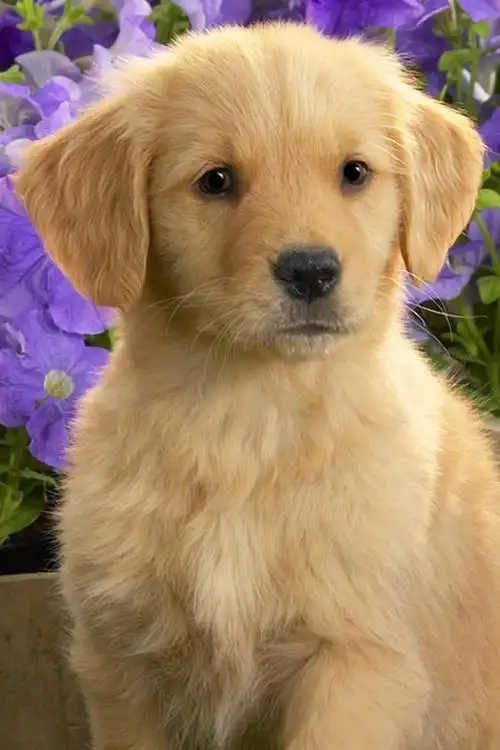 卖萌小狗来敲门iphone动物高清壁纸集