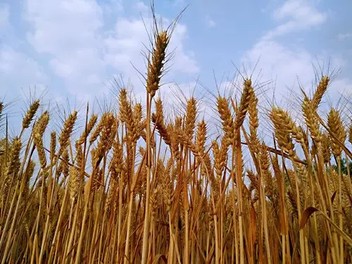 金色麦田丰收景象