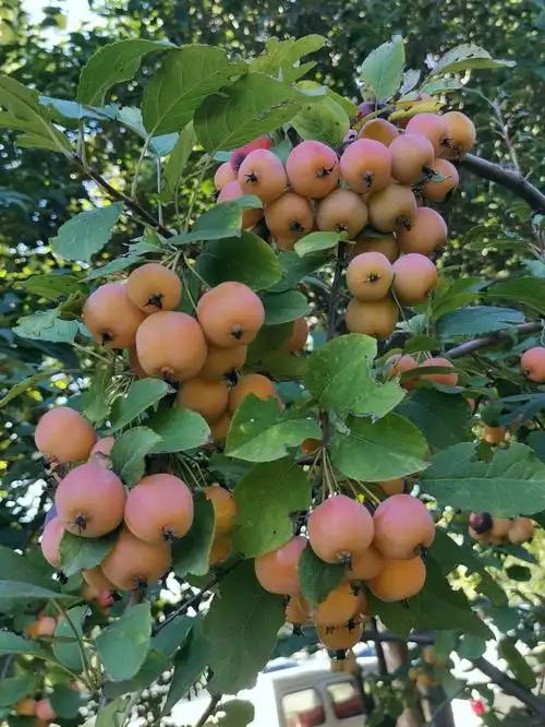 深秋海棠果第三发