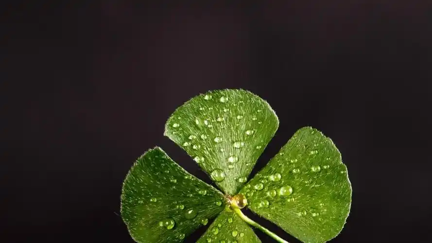 希望四叶草带来好运的图片,高清图片,植物壁纸-回车桌面