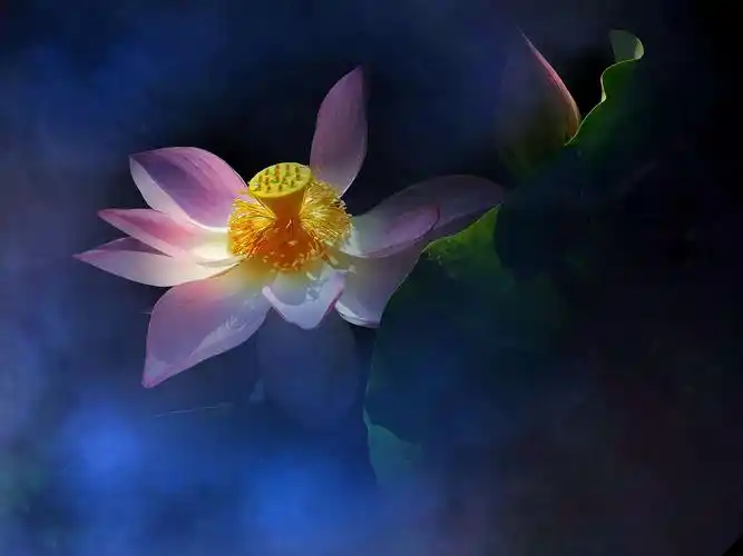 如何用手机拍出有禅意的荷花大片