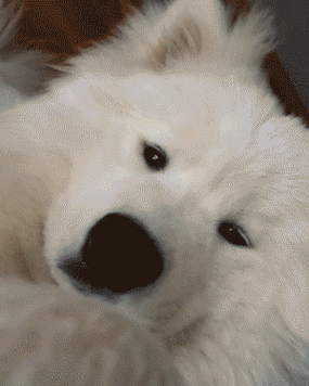 300_375竖版 竖屏gif 动态图 动图