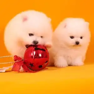 活的小狗狗茶杯狗可爱