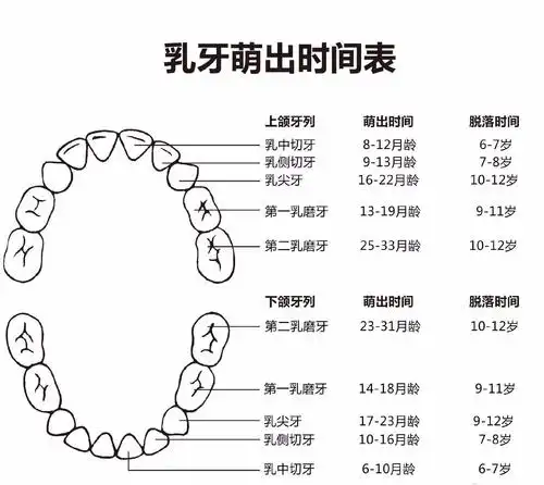 在宝宝6个月的时候,会萌出第一颗小乳牙即下颌乳中切牙,后续所有的