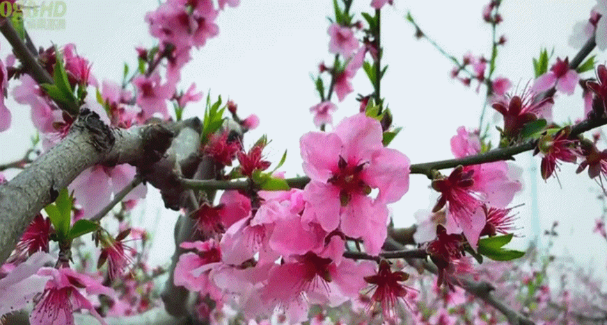 动态图片影视曲艺网站工具天下美食寻医问药动图基地透明素材随me网址