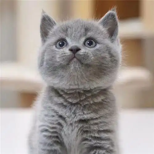 英短蓝猫幼猫短毛猫咪活物幼体矮脚短腿折耳猫咪