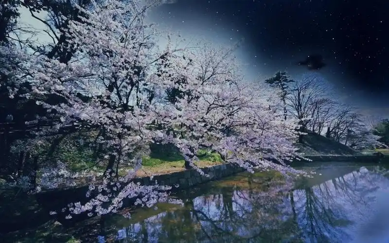 星空樱花