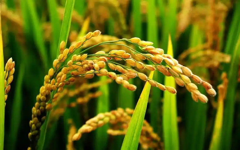 丰收景象梯田自然风景摄影图片