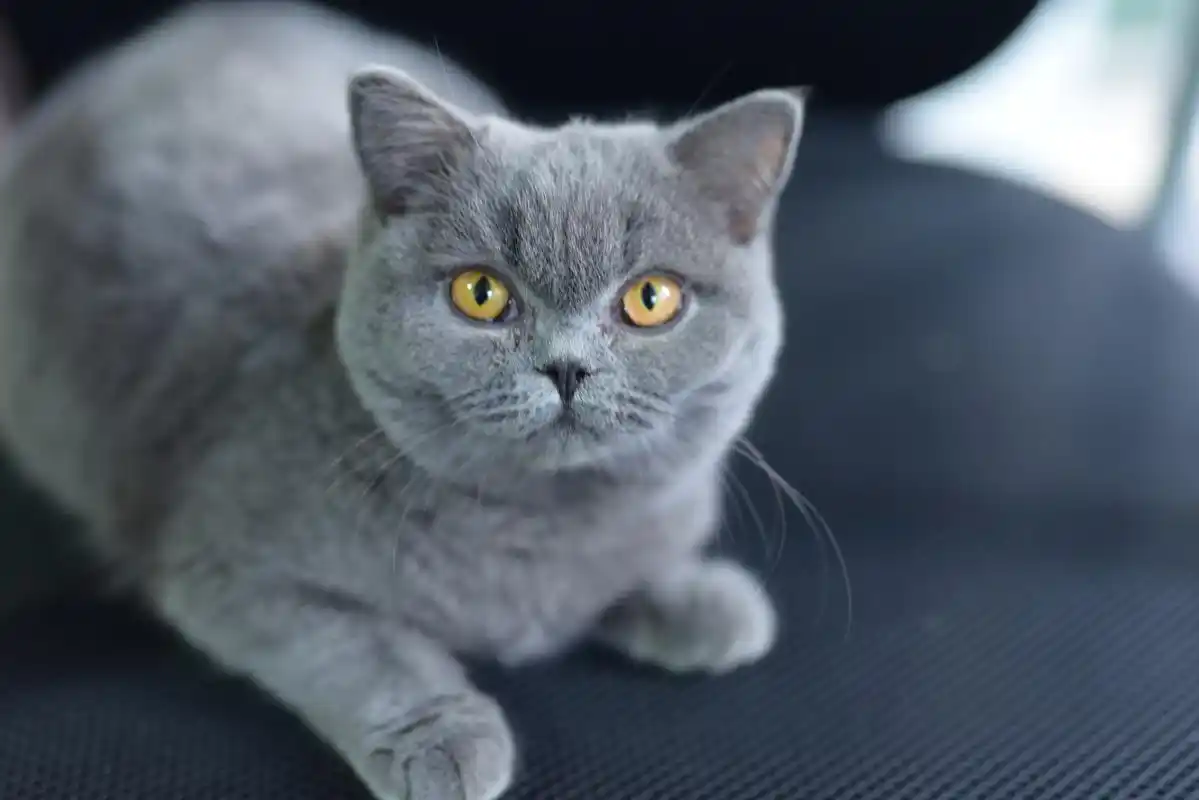 要让蓝猫发腮,需要明白发腮是公猫的特权,营养是关键,优质食物和充足