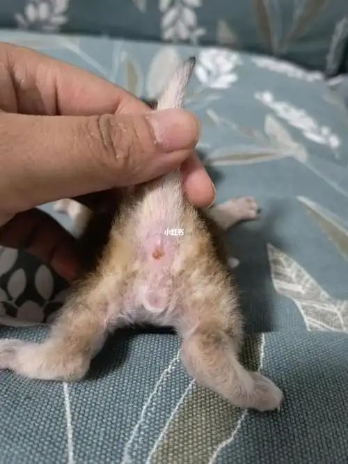 两张图片就能教你辨别公猫还是母猫?