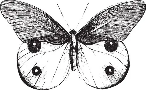 高清蝴蝶线稿 科普 标本