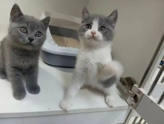 自家英短蓝猫免费领养