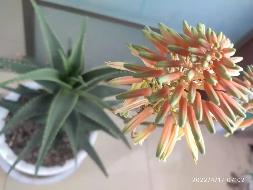 第一次看见芦荟开花