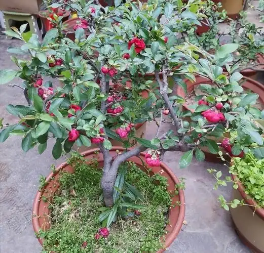 养海棠盆栽几个关键养护要做对才能大量开花