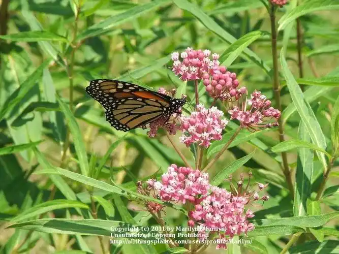 weekly news for june 17, 2017