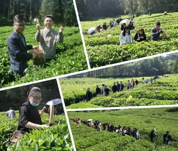 理想华莱丨凝心聚力 奋进新征程 行业媒体见面交流会顺利举行_发展