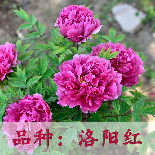 京佳乐洛阳观赏牡丹花苗大苗重瓣大花室内外庭院盆栽绿植物花卉 洛