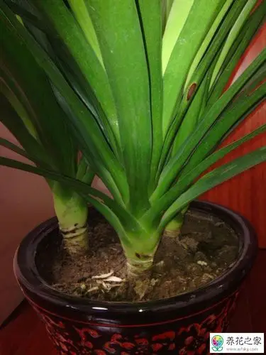 龙须树修剪下来的枝条怎样扦插才能成活_养花之家