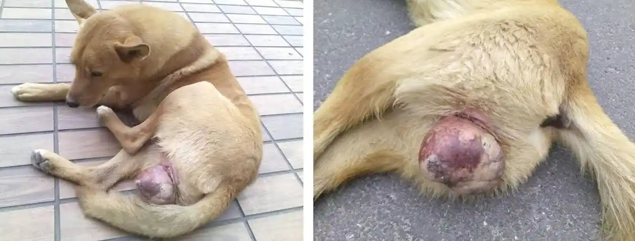 蛋蛋被绑橡皮筋险死 「麦克」走10公里回苑里麦当劳