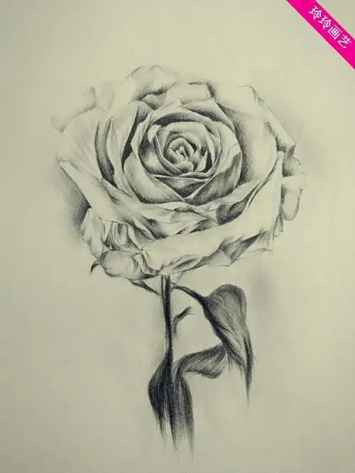 素描画图片花,素描画花朵初学者_大山谷图库