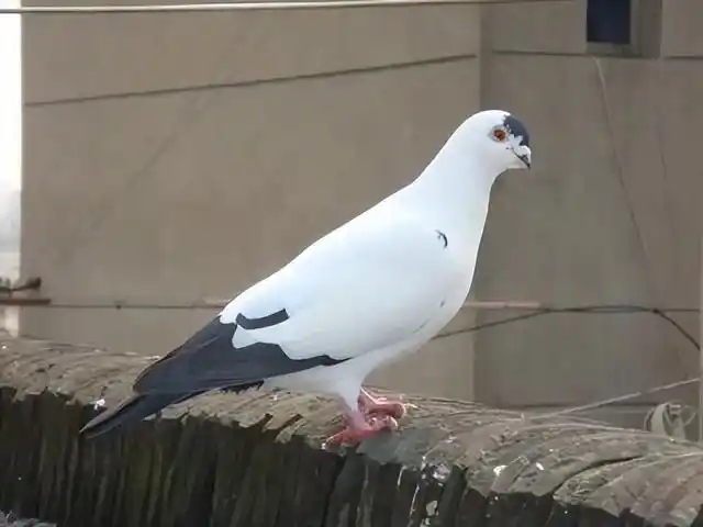 铁翅,俄罗斯国鸟,产自我国