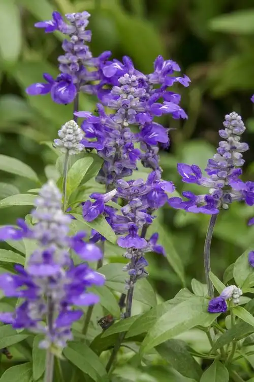 蓝花鼠尾草vv首发