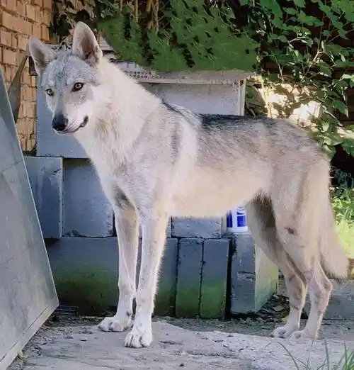 狼与狗的爱情故事:发情母狼随公狗回村,生下小狗后长居于此_村民_笼子