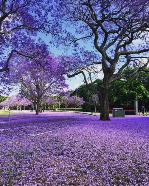南澳紫色国度的蓝花楹季节