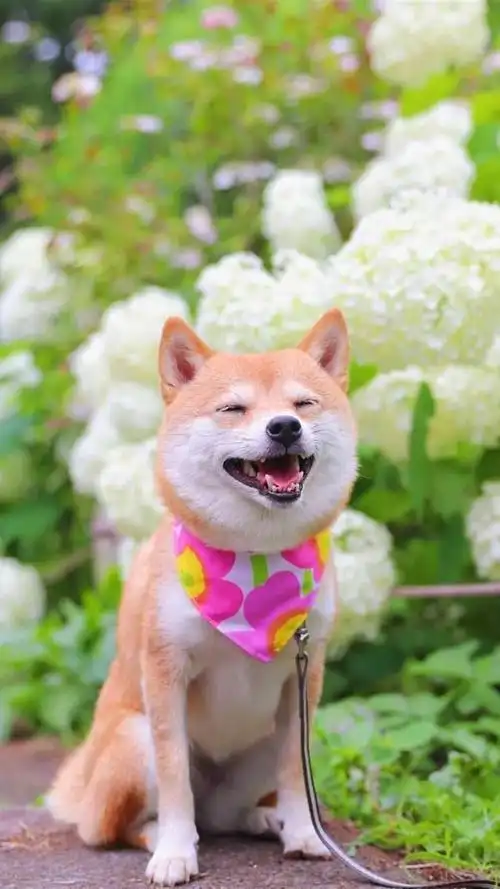 微笑是有感染力的如果你不开心那就进来看看吧